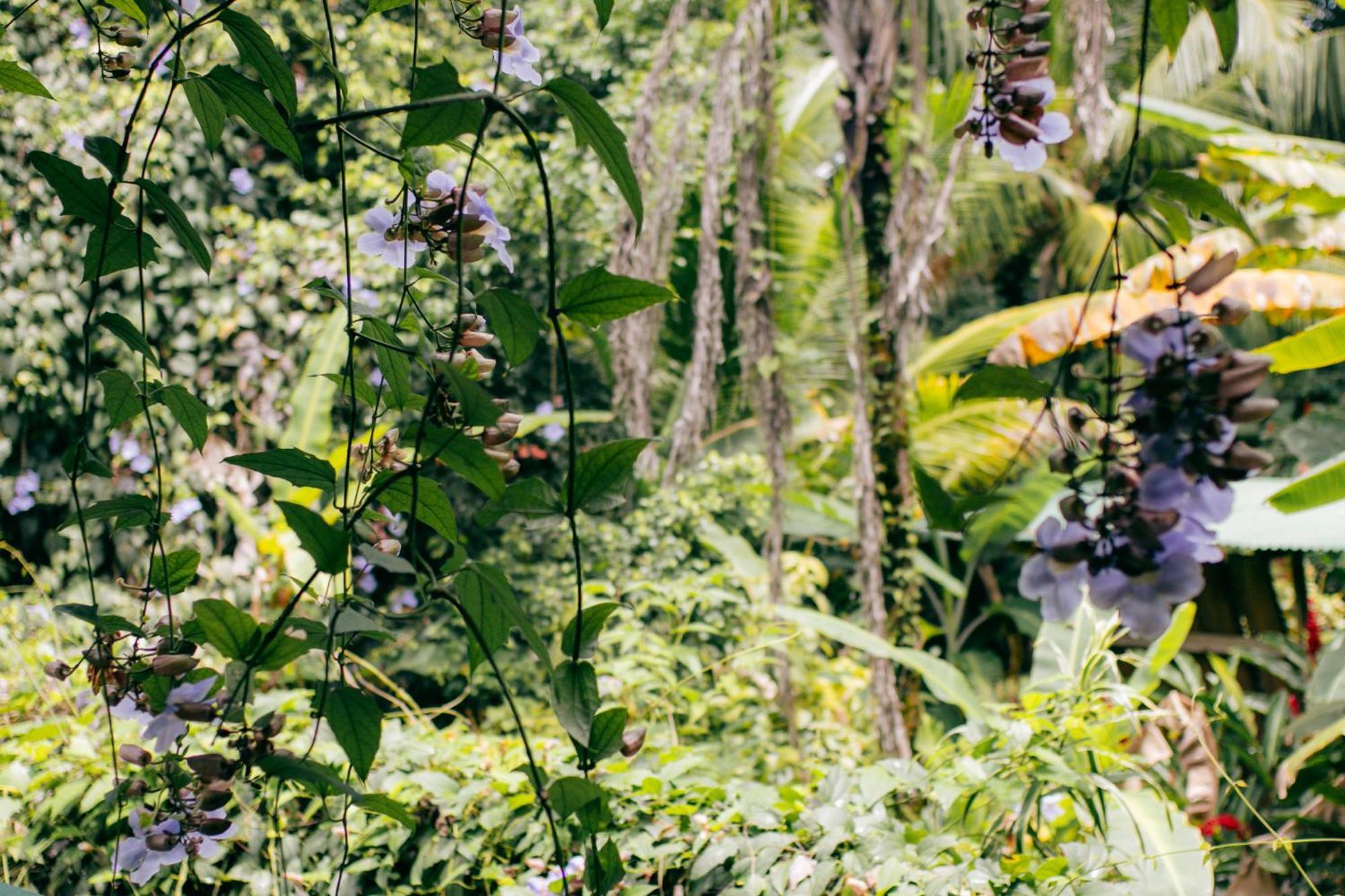 Bed and Breakfast Casa De Mono Bocas Big Creek Esterno foto